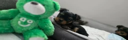 Yorkshire Terrier dogs for sale: Mini Yorkshire Terrier - Advert 7