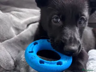 German Shepherd dogs German Shepard - pure black, working line - Advert 16