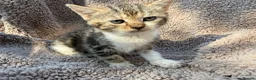 Bengal cats for sale: Bengal cross kittens  - Advert 7