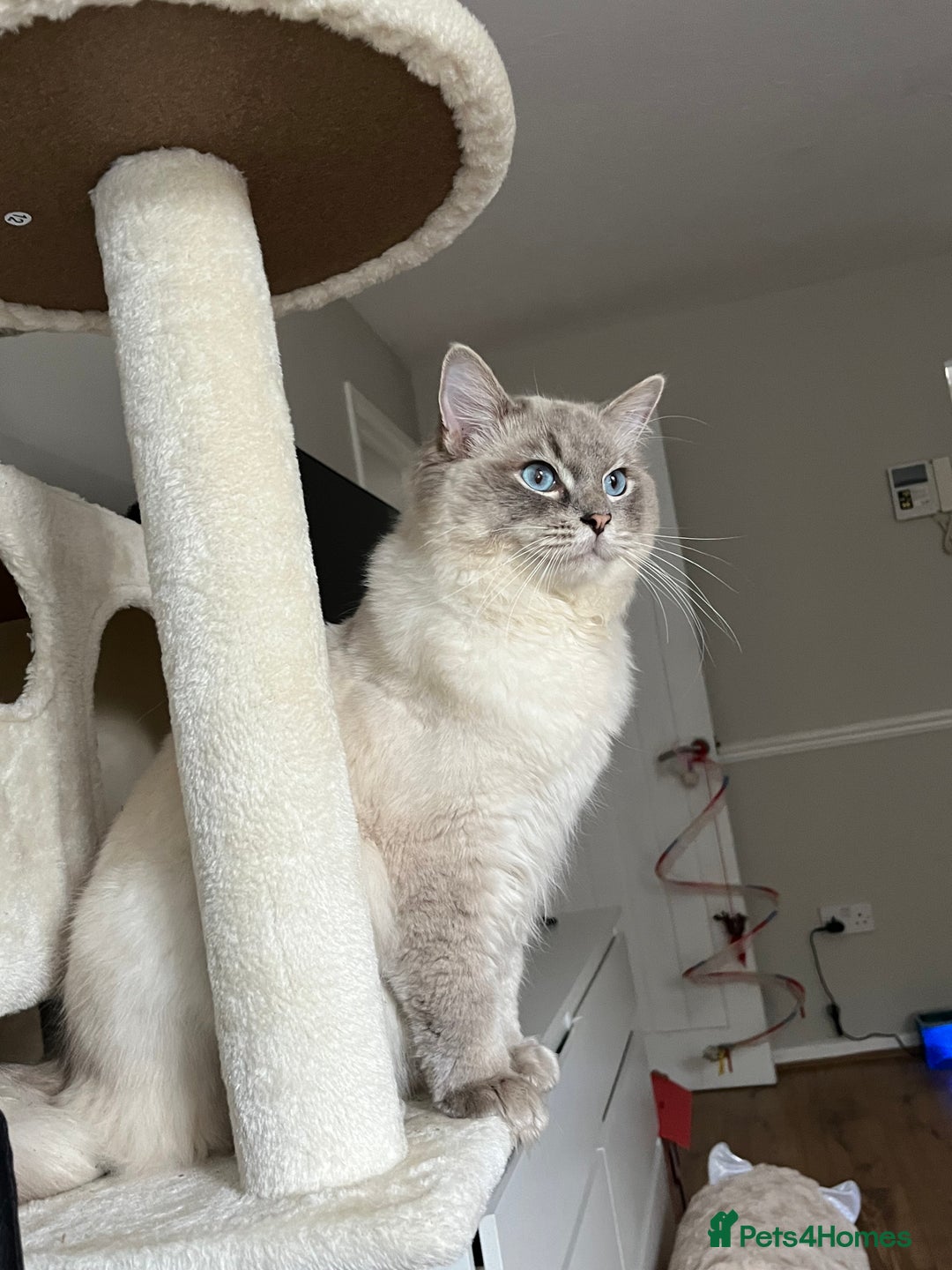 Ragdoll cats for sale: Adorable Ragdoll Kittens Ready for New Homes 🫧 - Image 10