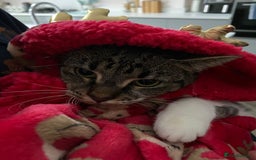 British Shorthair cats for sale: Affectionate 18 month old girl cat for rehoming - Image 4