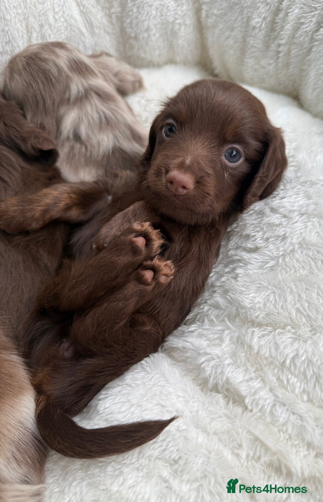 Miniature Dachshund dogs for sale: Isabella-choco long&short hair miniature dachshund - Image 12