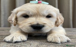Golden Retriever dogs for sale: Beautiful golden retriever puppies for sale  - Image 7