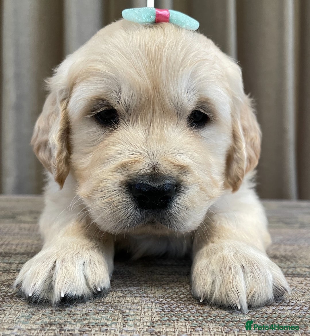 Golden Retriever dogs for sale: Beautiful golden retriever puppies for sale  - Image 7