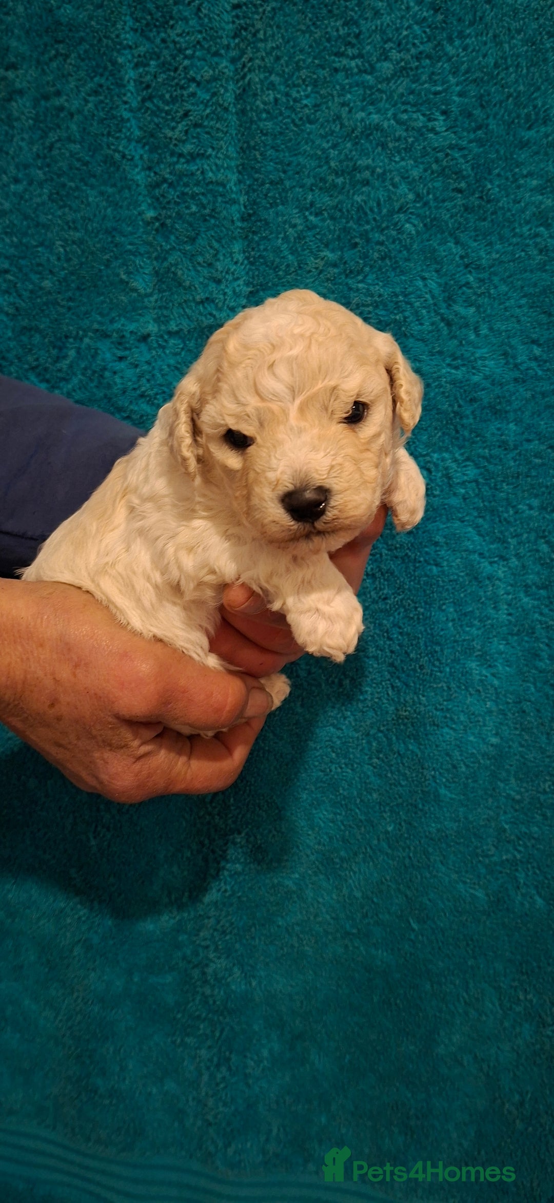 Poochon dogs for sale: Beautiful mini poodle x bichon frise puppies - Advert 8