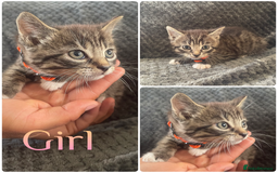 Mixed Breed cats for sale: Beautiful kittens  - Image 4