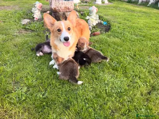 Welsh Corgi Pembroke dogs Kc pembroke corgi puppies - Advert 3
