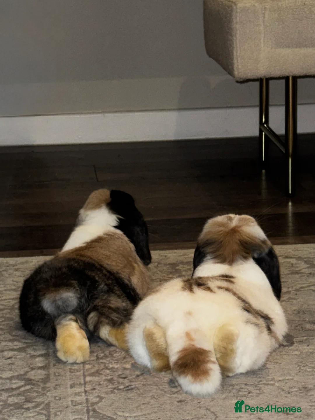 Mini Lop rabbits for sale: 🌾 Bonded Mini Lop Rabbit/Bunny Pair 🌾 - Advert 3