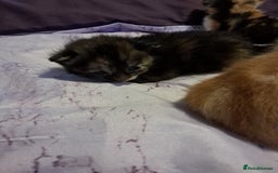 Mixed Breed cats for sale: Kittens for sale - Image 4