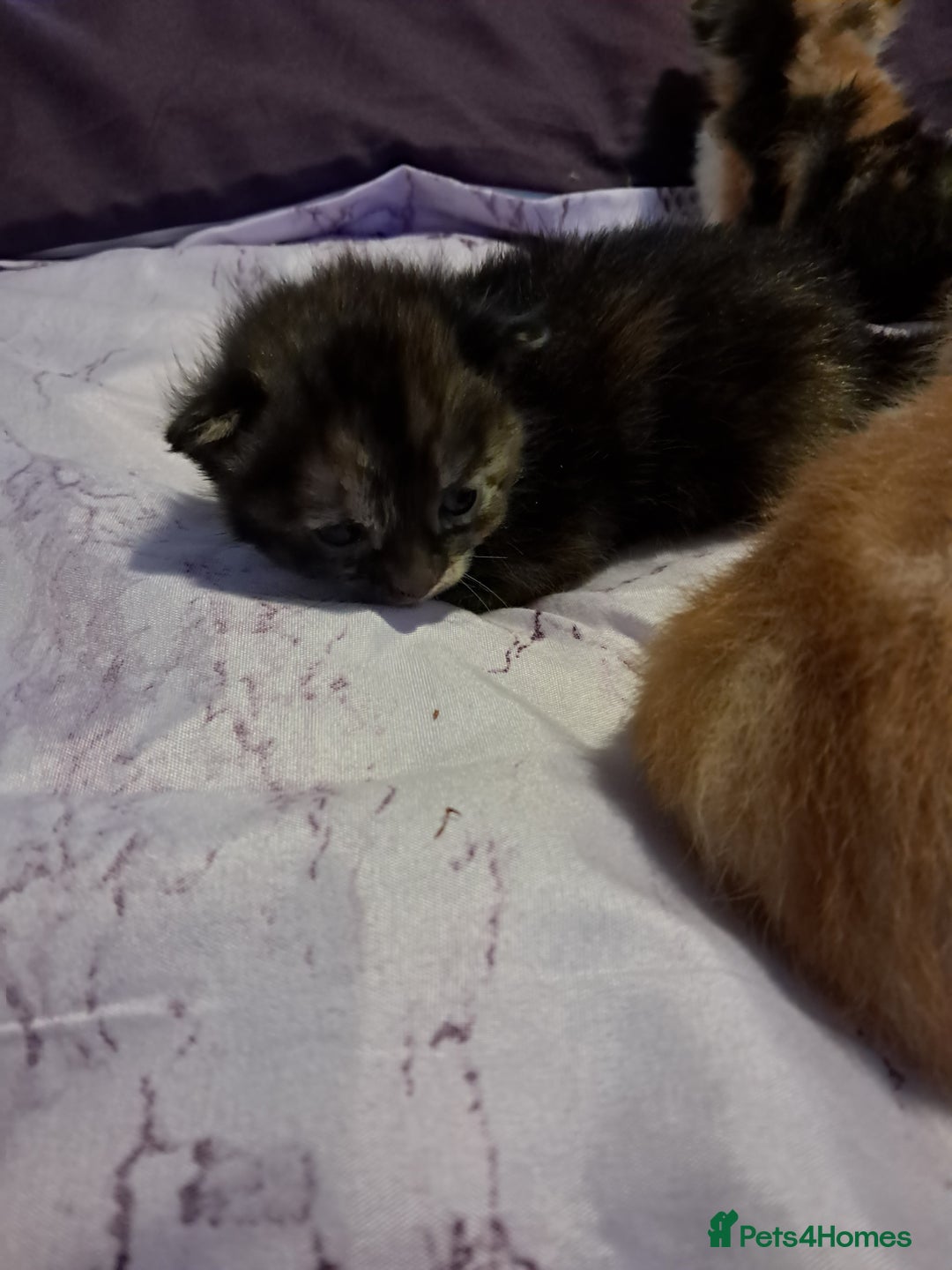 Mixed Breed cats for sale: Kittens for sale - Image 4