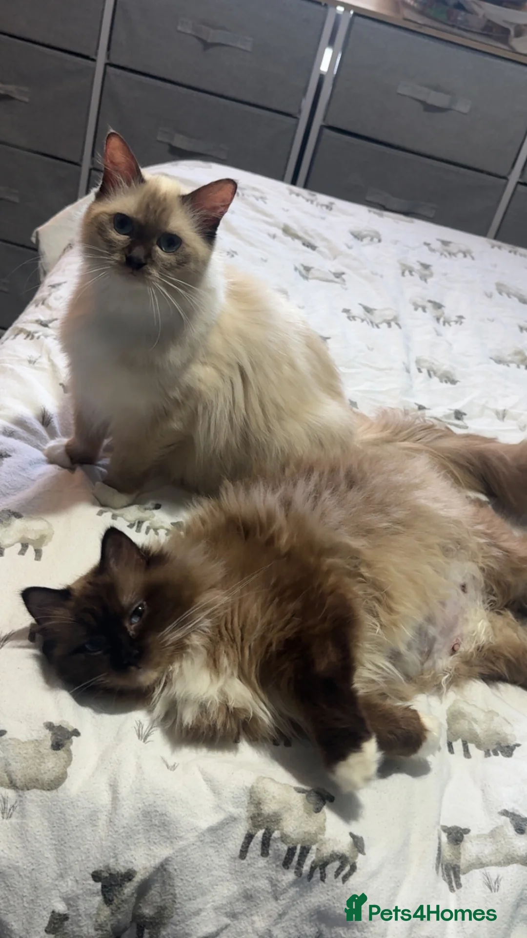 Ragdoll cats for sale: Lilac Chocolate full pedigree - Advert 8