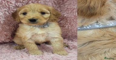 Cockapoo dogs in Mansfield - Advert 11