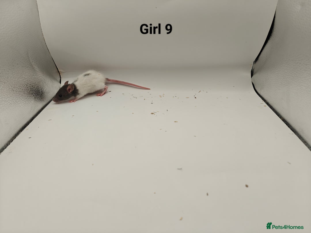 Rat rodents for sale: JAN: 27 Rats (21 Rats: 10 Boys & 11 Girls Left) - Advert 23