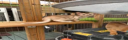 Abyssinian cats for sale: Abyssinian kittens  - Advert 14
