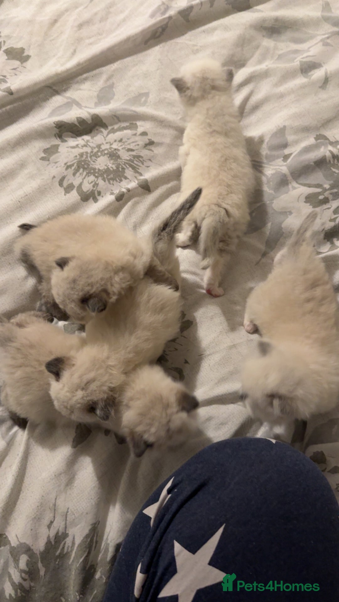 Ragdoll cats for sale: 5 beautiful ragdoll kittens - Advert 14