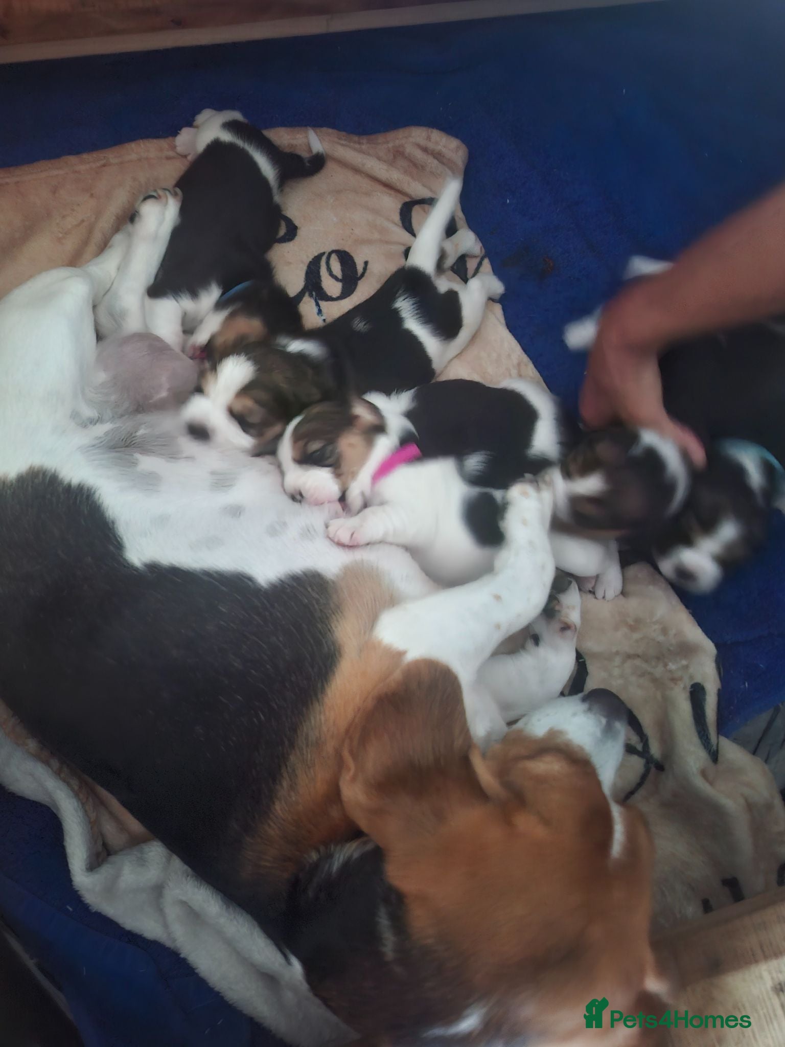 Beagle dogs Beautiful beagle puppies  - Advert 3