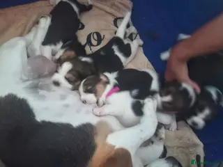 Beagle dogs Beautiful beagle puppies - Advert 3