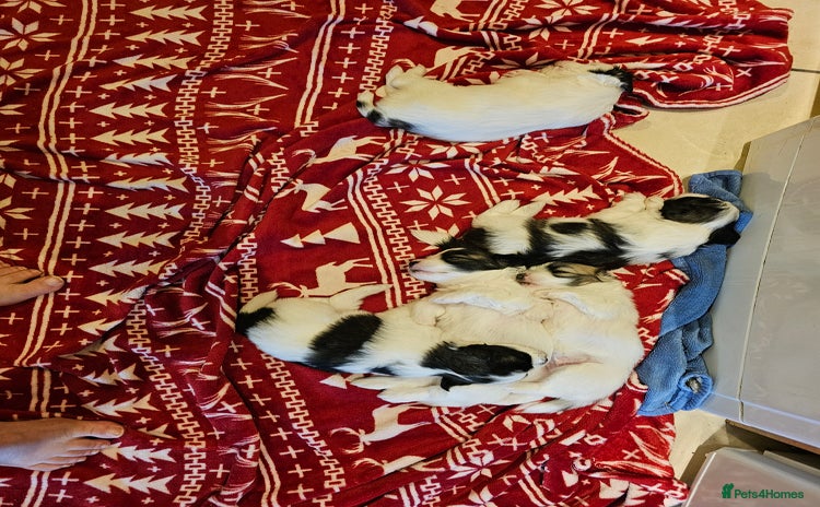 Mixed Breed dogs - Advert 2