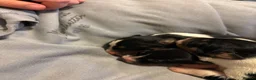 Border Collie dogs for sale: Health tested border collie puppies  - Advert 8