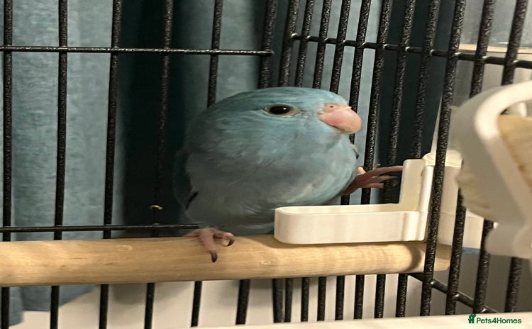 Parakeets birds - Advert 3