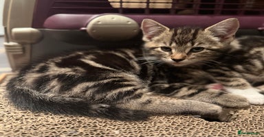 Domestic Shorthair cats - Advert 4