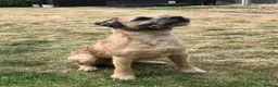 Border Terrier dogs for stud: For Stud - Advert 1
