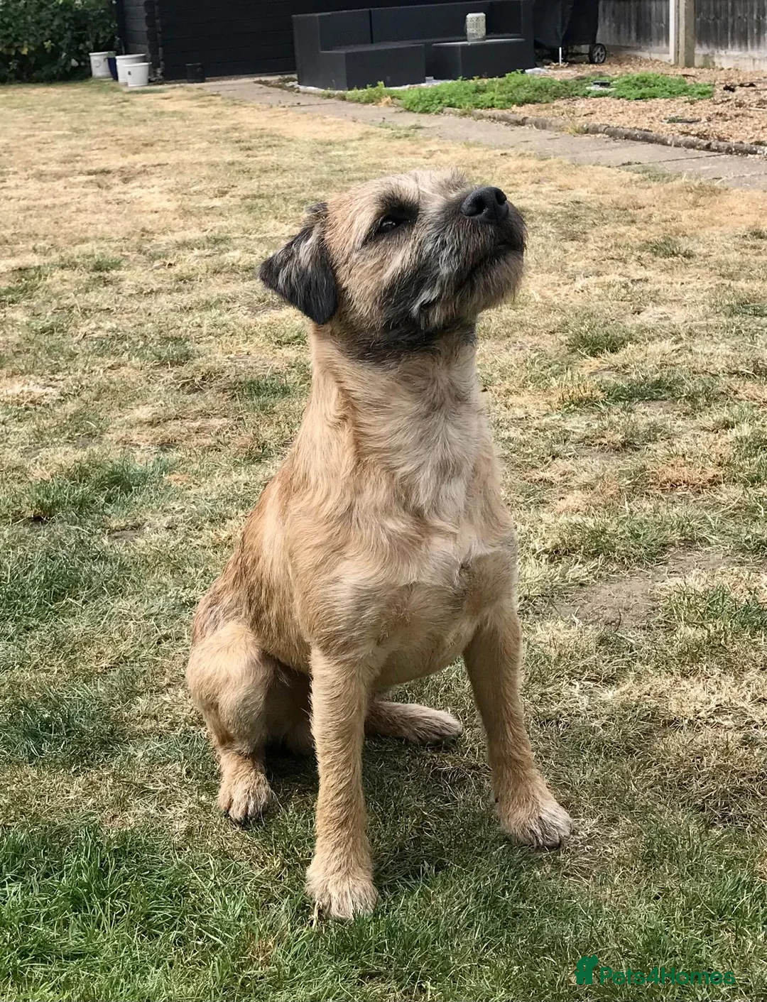Border Terrier dogs for stud: For Stud - Advert 1