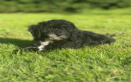 Cavapoo dogs for sale: Beautiful cavapoochon puppies  - Image 3