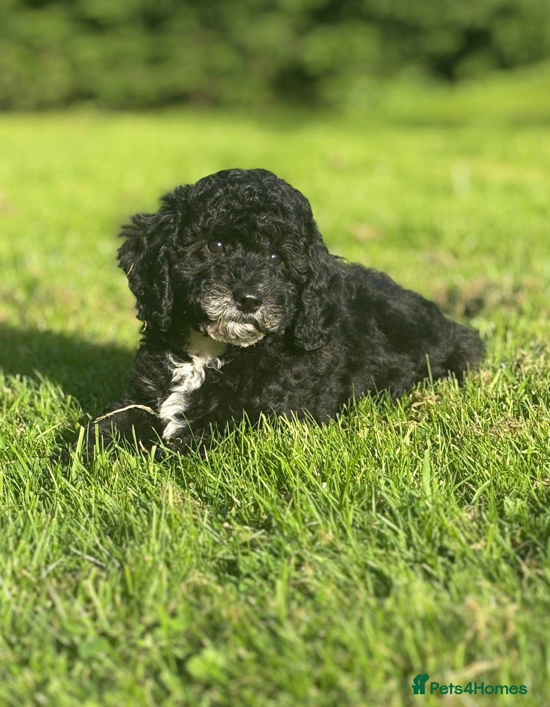Cavapoo dogs for sale: Beautiful cavapoochon puppies  - Image 3