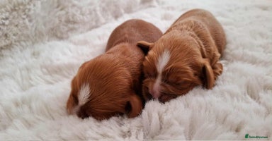 Cavalier King Charles Spaniel dogs - Advert 11