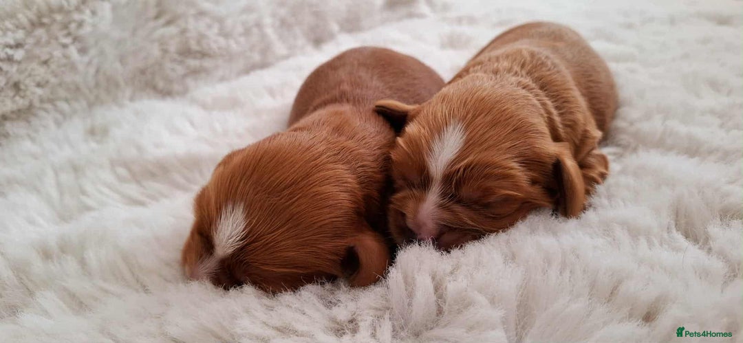 Cavalier King Charles Spaniel dogs for sale: ⭐️Cavalier King Charles Spaniel⭐️KC Reg⭐️DNA Clear - Image 3