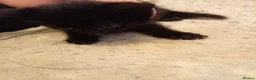 Mixed Breed cats for sale: Kitten  - Advert 5