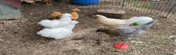 Hens poultry for sale: 3 Silkie Hens in Aylesbury - Advert 3