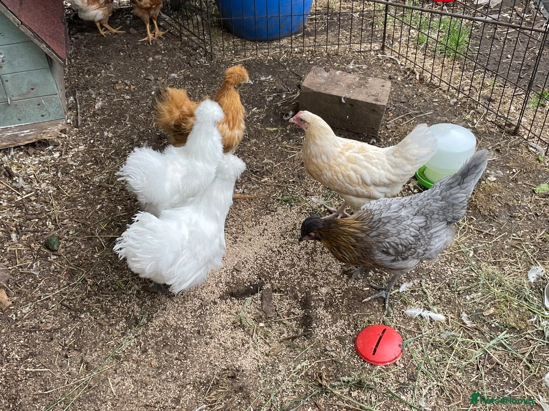 Hens poultry for sale: 3 Silkie Hens in Aylesbury - Advert 3