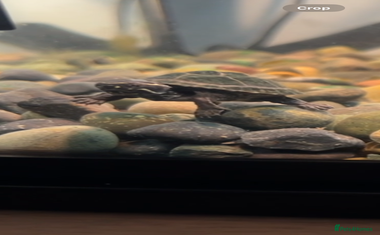 Turtle reptiles - Advert 1