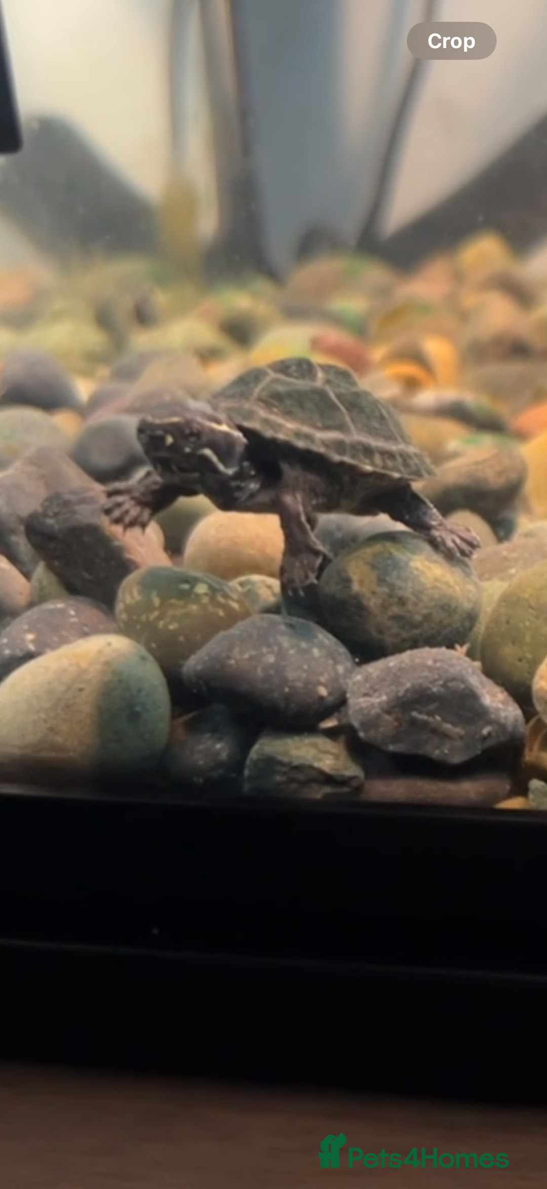 Turtle reptiles for sale: Musk turtle - Image 1