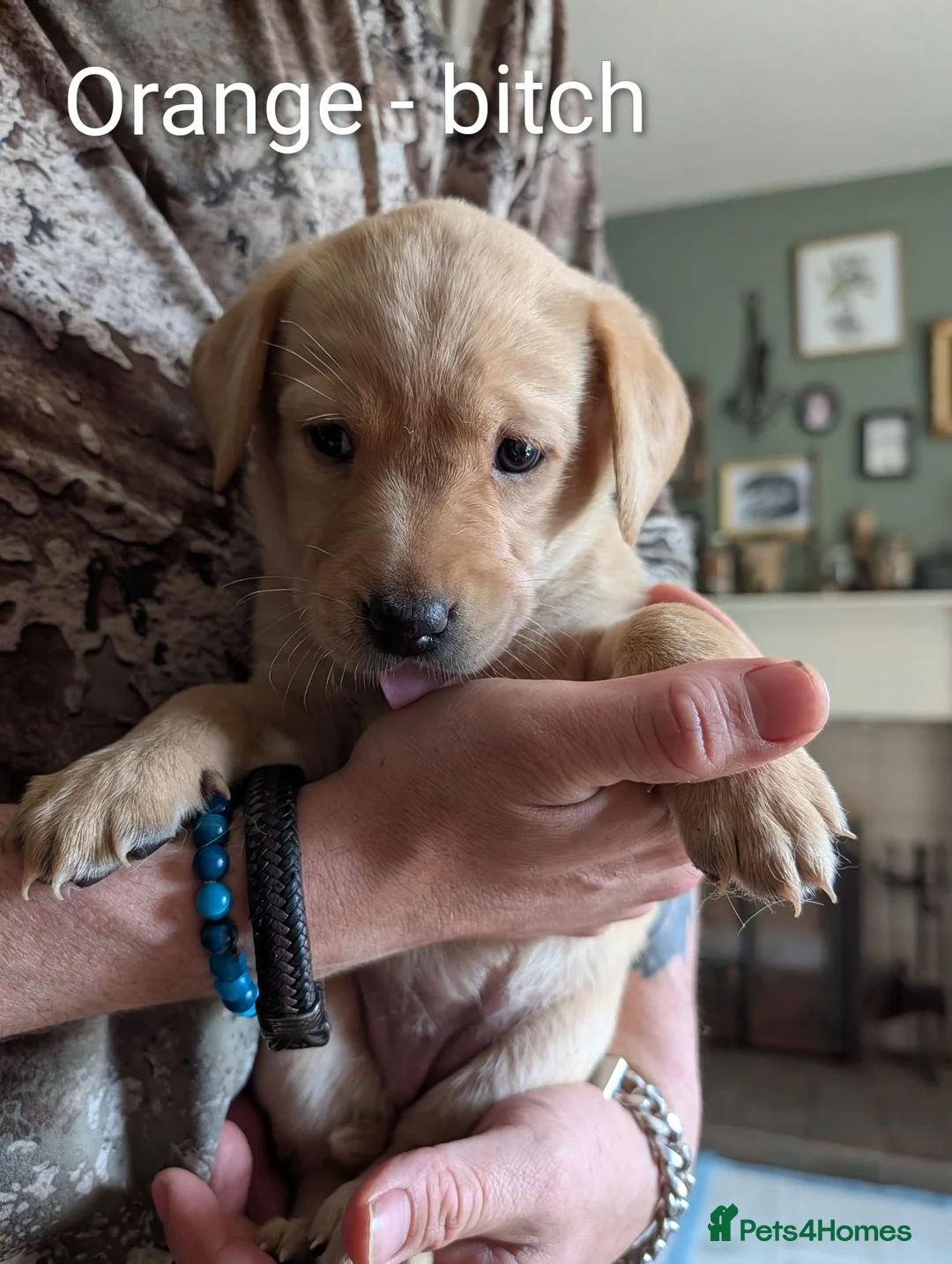 Labrador Retriever dogs for sale: 4 Labrador bitches left! - Advert 2