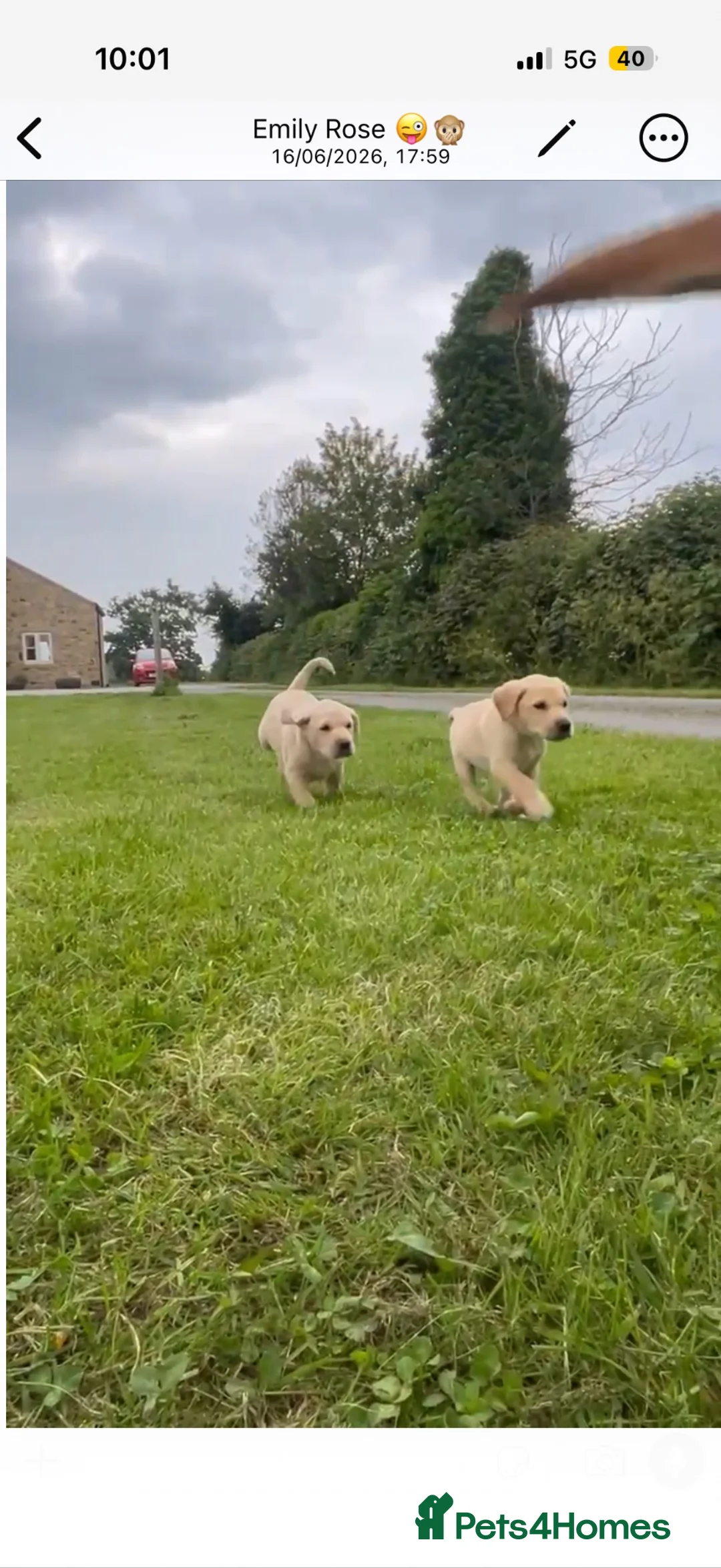 Labrador Retriever dogs for sale: 2 yellow Labrador dog pups  - Advert 2