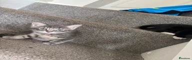 Grey Tabby 