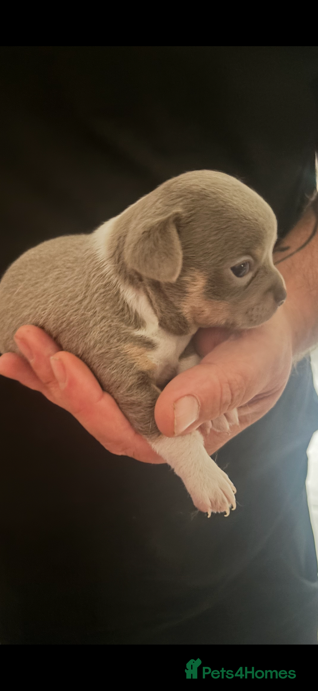 Chihuahua dogs for sale: Ready now ***Lilac girls - Image 8