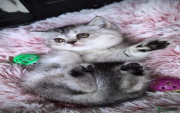 Scottish Fold cats for sale: 💙🩷LAST 2 SCOTTISH KITTENS ✅️TICA reg - Image 20
