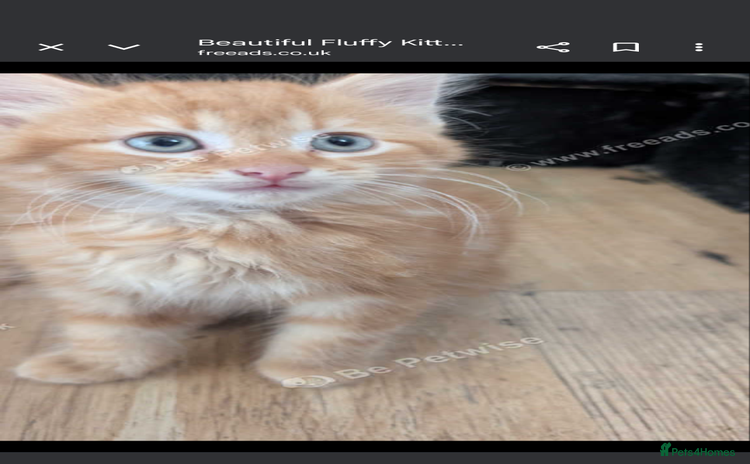 Mixed Breed cats - Advert 3
