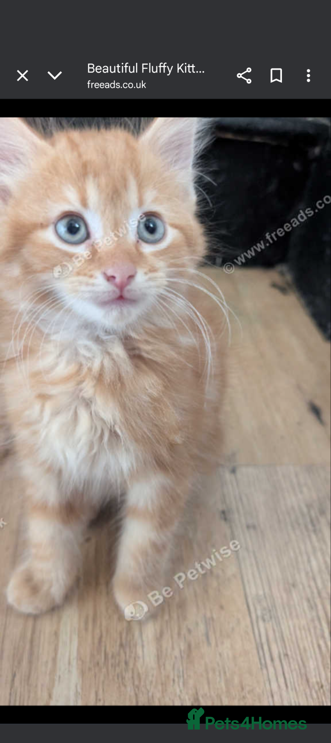 Mixed Breed cats for sale: Beautiful mix breed part maincoon kittens  - Image 1