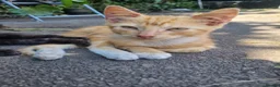 Mixed Breed cats for sale: 2 Male Kittens For sale!! - Advert 5