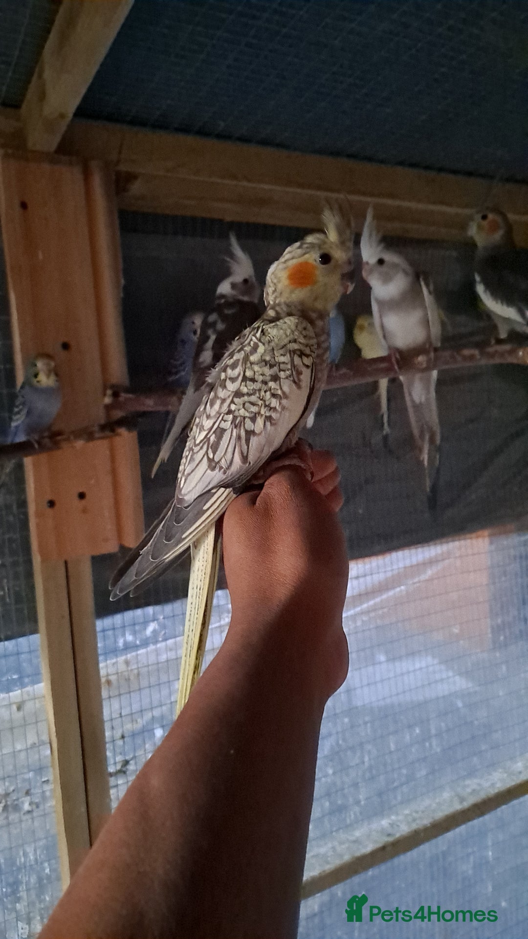 Cockatiels birds for sale: Hand tamed baby cockatiels for sale  - Image 21