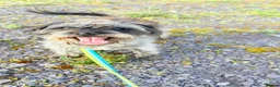 Mixed Breed dogs for sale: 4 year old Nel for rehoming  - Advert 4