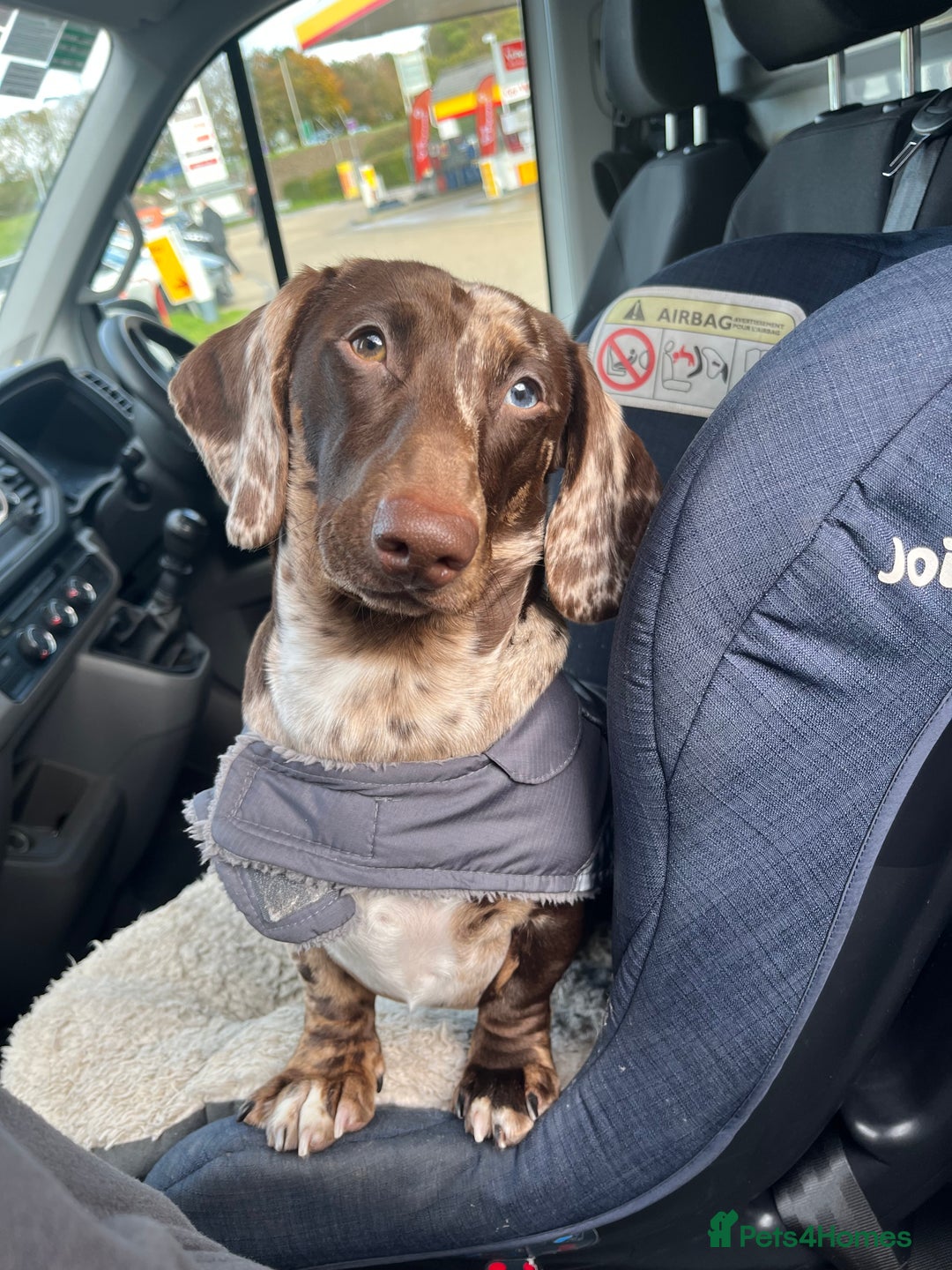 Miniature Dachshund dogs for stud: Miniature Male Dapple Dachshund available for STUD - Image 5