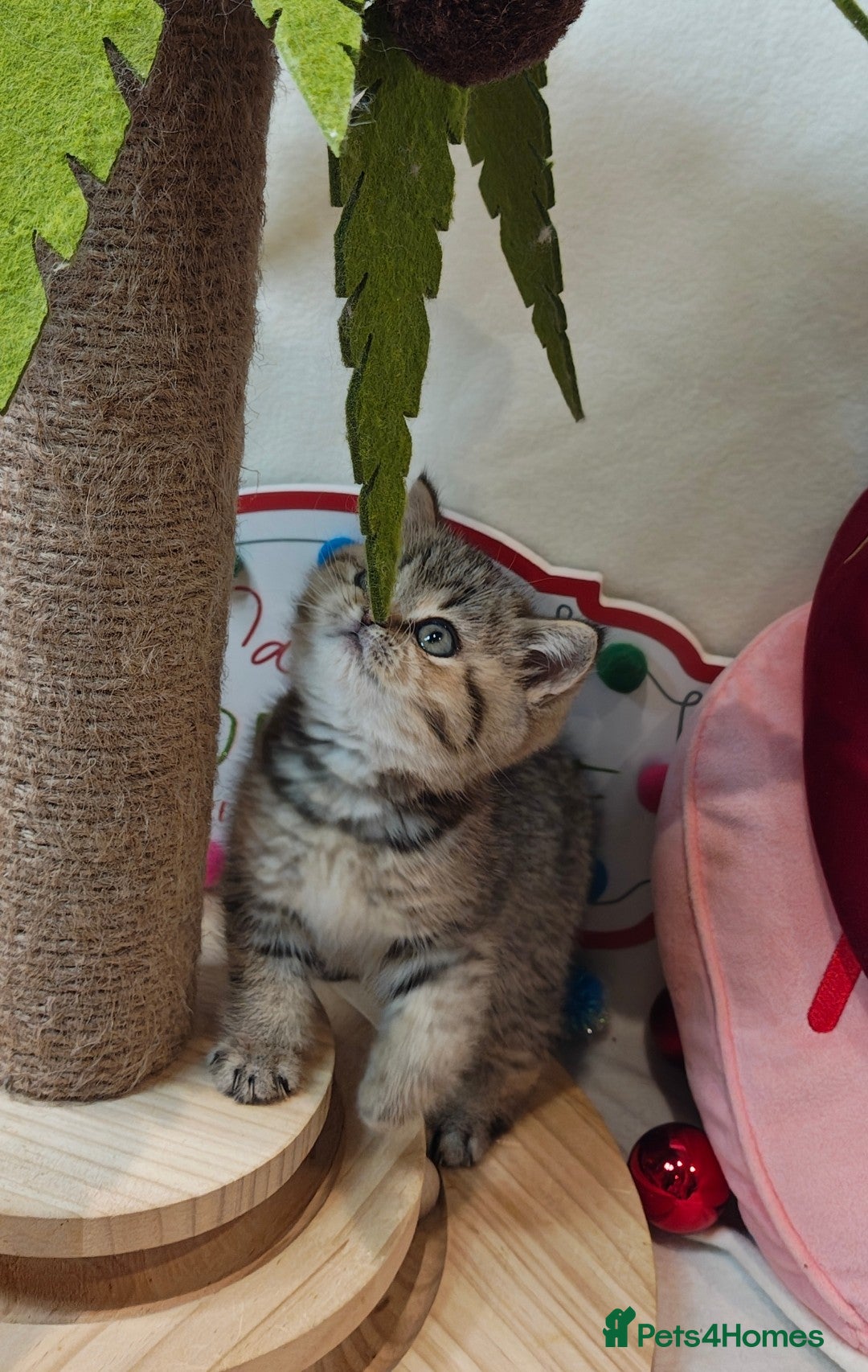 British Shorthair cats for sale: Blue golden girl Tica registered  - Advert 16