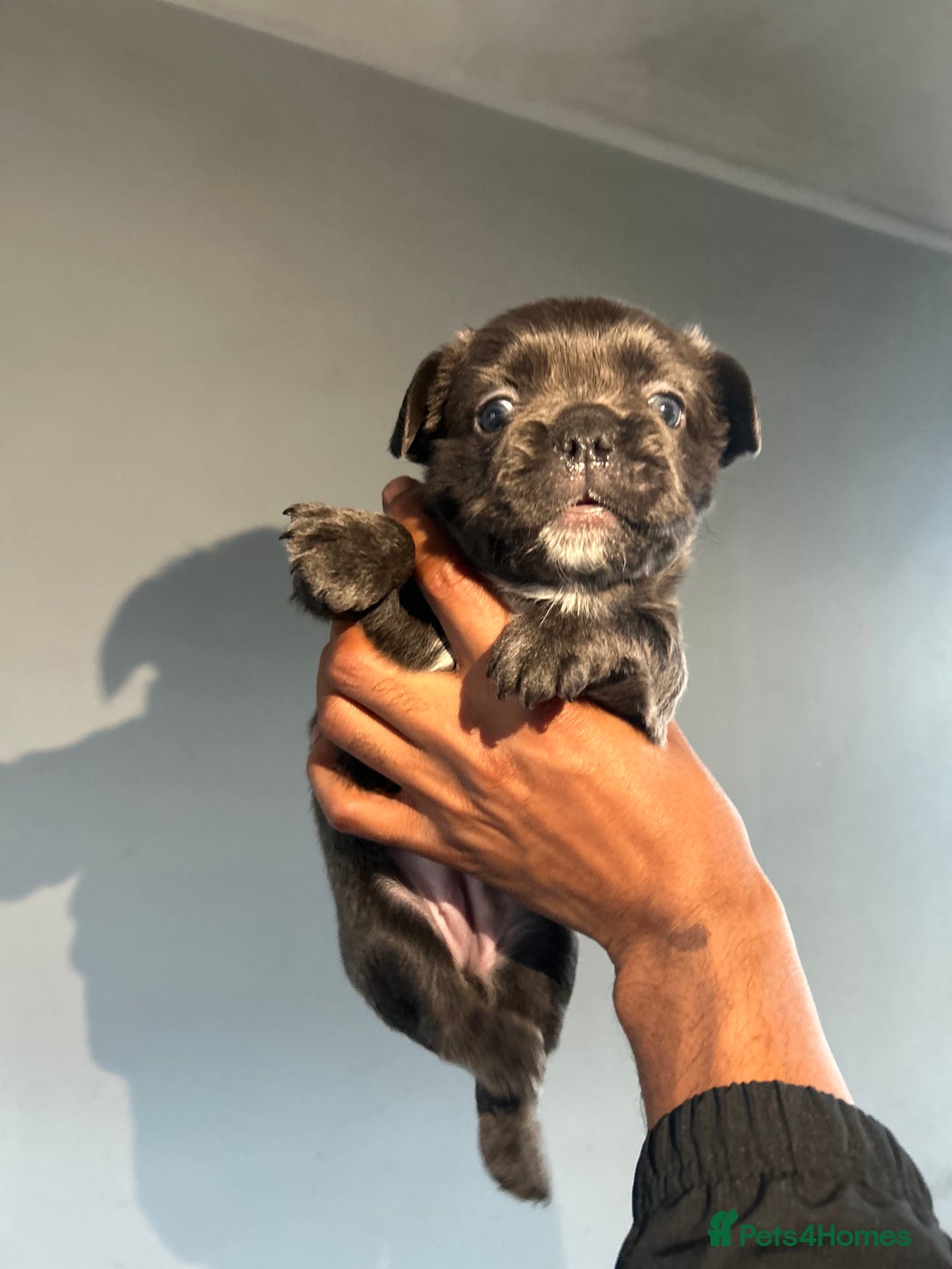 French Bulldog dogs for sale: Two, 10 Week Fluffy French Bulldogs  - Advert 22