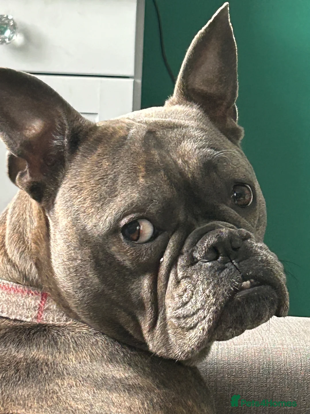 Mixed Breed dogs for sale: American bulldog x French bulldog  - Advert 1